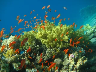 Fotobehang Korallenriff rotes Meer © Hennie Kissling