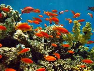 Foto auf Acrylglas Tauchen Korallenriff