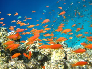 Rolgordijnen Korallenriff © Hennie Kissling