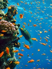 Naklejka premium rafa koralowa