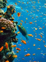 Papier Peint photo autocollant Plonger récif de corail