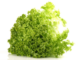 Fototapeta premium Blattsalat - Lollo Bianco