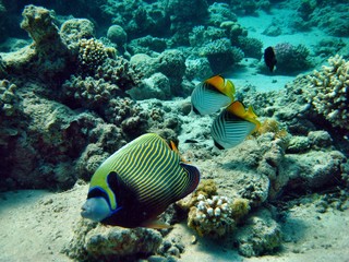 Fototapeta na wymiar Cesarz angelfish butterflyfish