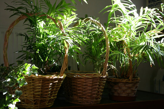 ferns in baskets