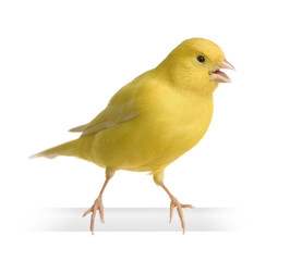 Yellow canary - Serinus canaria on its perch - obrazy, fototapety, plakaty