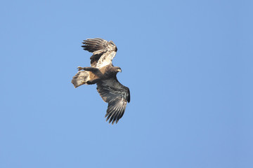 Fototapeta premium Young Bald Eagle (haliaeetus leucocephalus) in flight