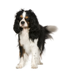 Cavalier King Charles Spaniel (5 years)