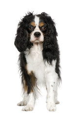 Cavalier King Charles Spaniel (5 years)