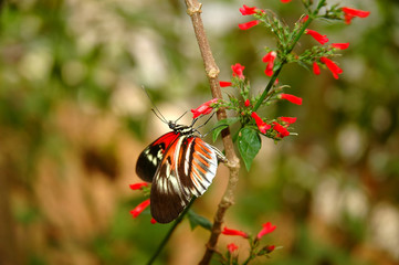 Piano key butterfly (heliconius melpomene) on a red flower