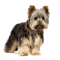 Yorkshire Terrier (1 year)