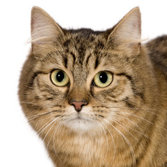 European cat (9 months)