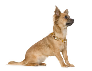 chihuahua (18 months)