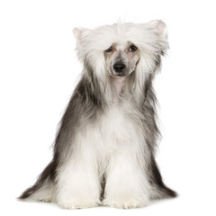 Chinese Crested Dog - Powderpuff