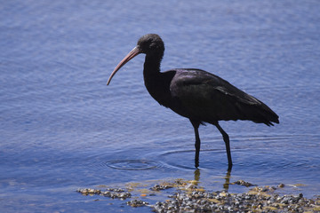 Ibis, Chungara See, Altiplano, Chile, Südamerika