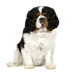 Cavalier King Charles Spaniel (2 years)