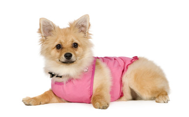 Pomeranian (6 months)