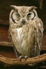 Blinking Owl