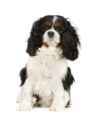 Cavalier King Charles Spaniel (6 years)