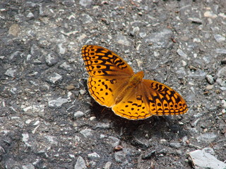 Golden Moth