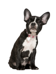 French Bulldog (4 months)