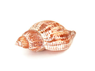 sea shell