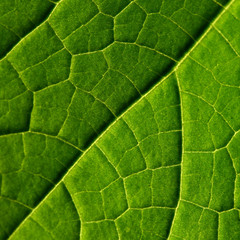 green leaf