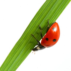 red ladybug