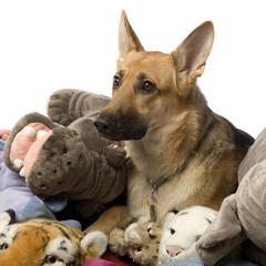 stack of teddy and a german shepherd