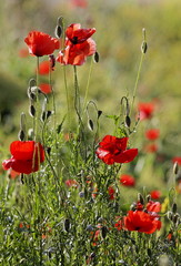 Obraz premium Coquelicots des Alpes-de-Haute-Provence - France