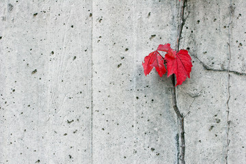 Red Boston Ivy Leaves Contrast Cement Wall