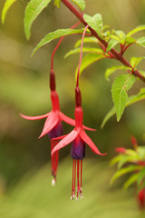 Fuchsia / Wilde Fuchsie, Pumalin Park, Chile