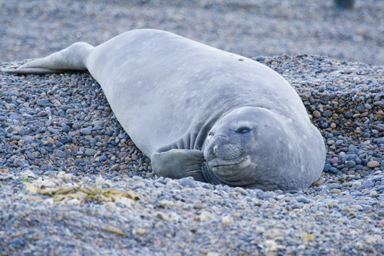 S&uuml;dlicher Seeelefant,Mirounga leonina,Valdez,Argentinien