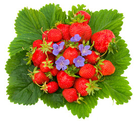 strawberries with flower on leafs