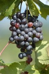 Grappolo di uva merlot - Friuli