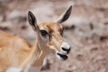 oeil de biche