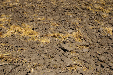 Agriculture