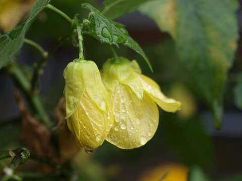 Macro d'une fleur jaune sous la pluie