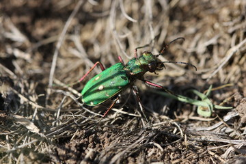 Cicindele champetre - pyrenees orientales 