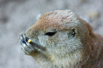 Erdhörnchen