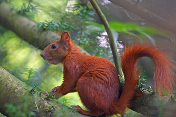eichhörnchen © Petra Kohlstädt