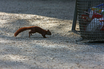 eichhörnchen © Petra Kohlstädt