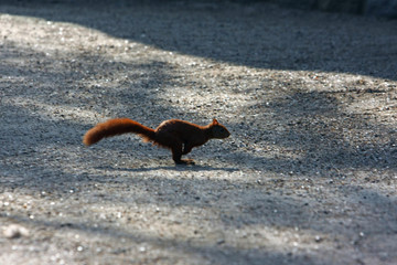 eichhörnchen © Petra Kohlstädt