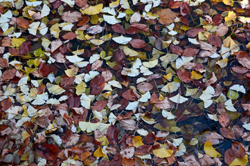 Ginkgo leaves