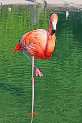 Flamingo