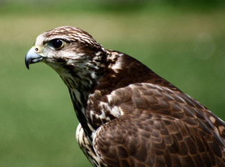 Bird06