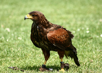 Bird07