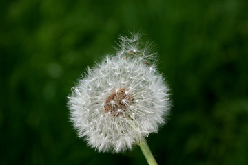 dandelion and seeds