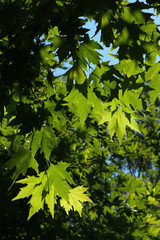 Fototapeta na wymiar Maple twigs with green leafs