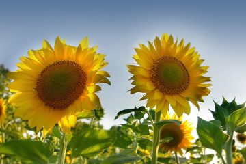 Obraz premium two sun flowers ove sky background