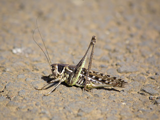 western desert locust